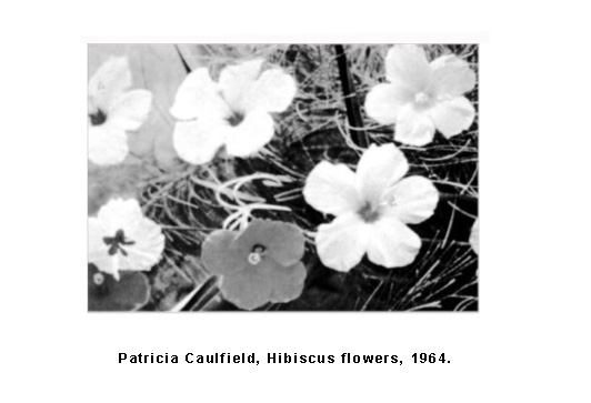 Patricia Caulfield, Hibiscus flowers, 1964